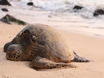 Lucky The Turtle (Bedtime Story)