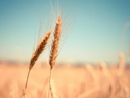 Lughnasadh: Gratitude On The August Harvest Festival