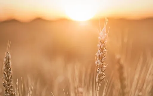 Lughnasadh Journey To Harvesting Balance