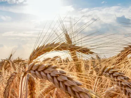 Lughnasadh (Lammas) Feast Of The First Fruits