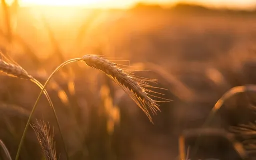 Lughnasadh (Lammas): Harvesting Gratitude