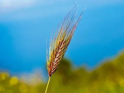 Lughnasadh/Lammas Guided Meditation
