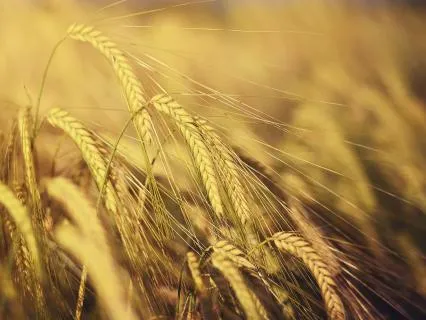 Lughnasadh Yoga Nidra | A Rest Ritual For Lammas