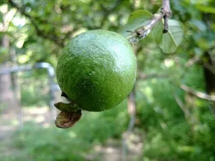 Lulav & Etrog Meditation