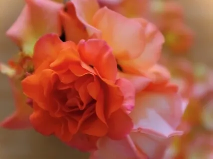 Lullaby For A Little Boy