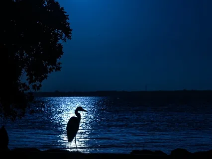 Lullaby With Binaural Beats, Birdsong & Ocean Waves