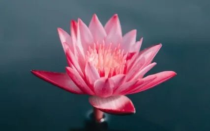 Lumia: Light Language Chanting Transmission