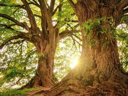 Luminous And Soft - Flute Music