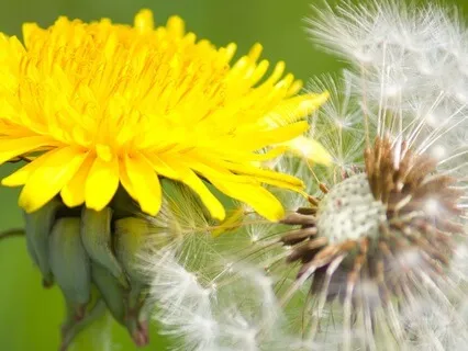 Lunar New Year Meditation: Transform, Heal & Align