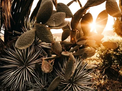 Sinfonía Lunar - Cumbia De Nxu (feat. Sabina & Suika T)