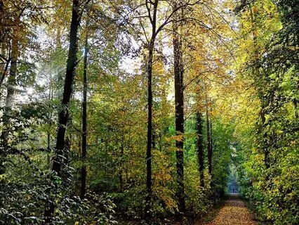 Lung Tonic Frequency Meditation 10 mins