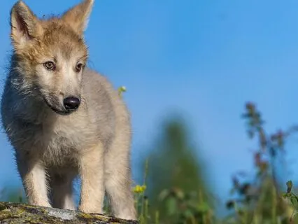 Lupa's Journey: Meditation Sleep Story