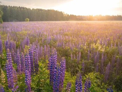 Lupine Meadow ~ Deep Relaxation Music & Nature Sounds