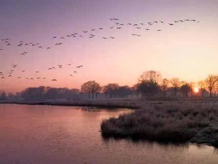 Luscious Violin Music For Relaxation