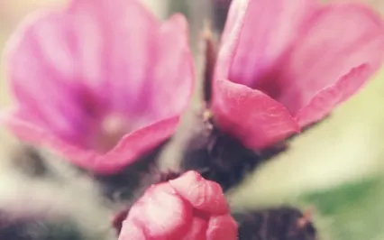 Luteal Phase: Turning Inward