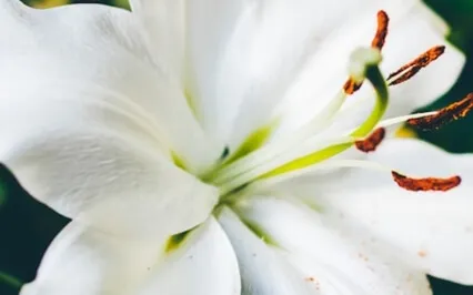 Luxurious Guided Breath Meditation Extended