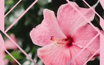 Luxurious Relaxation Meditation Extended