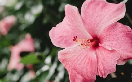 Luxurious Relaxation Meditation 