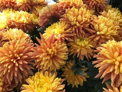 Lying Down Yoga [Mindful Movement with Todd]