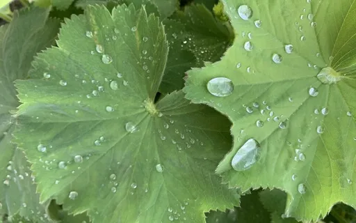 MA 16 Centering Briefly With Loving Kindness