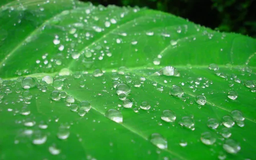 MA 23 The Perpetual Inner Flame Of Peace