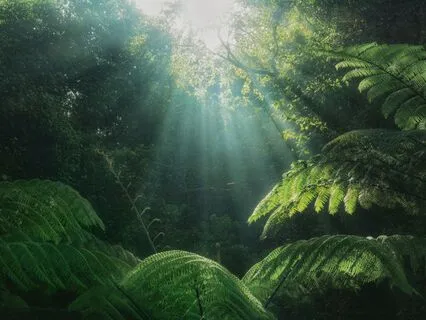 MA 27L Pathway To The Utmost Purity Of Mind