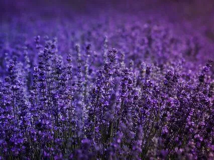 Ma 33 Lrm - Homecoming For The Mind (Short)