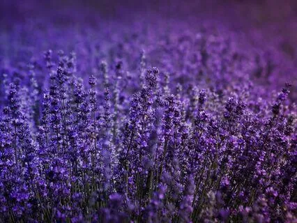 MA 33 Lrm Homecoming For The Mind (With Loving Kindness)