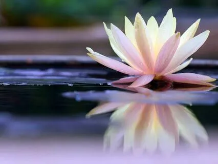 MA 53 The Founder Of Our Meditation Lineage