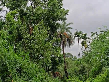 Madhyanha Charukeshi