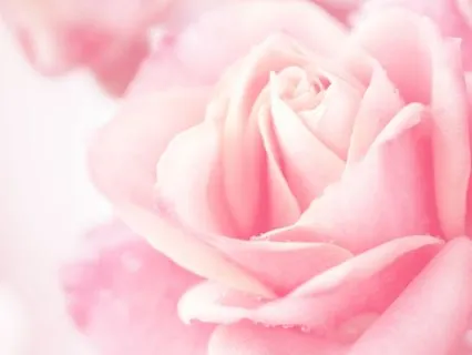 Magdalene Rose Lineage - Emotional Healing With Mother Mary