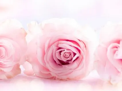 Magdalene Rose Lineage Meditation | Faith, Trust & Surrender