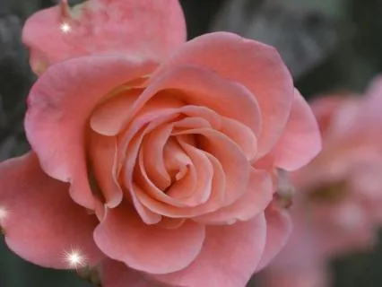 Magdalene Rose Lineage: Resurrection