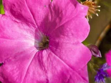Magenta Rose Quartz Energy Activation