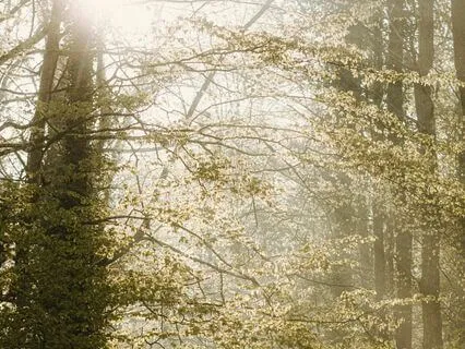 Magic Ethereal Morning Bells