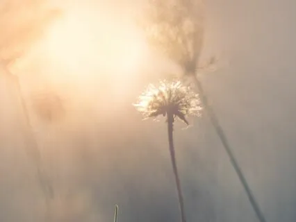 Magic In 528 Hz: Meditation For Transformation