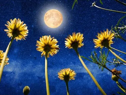 Magic In The Moon Garden | Sleep Story With Music