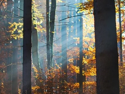 Magic Morning Music: Embrace The New Day!