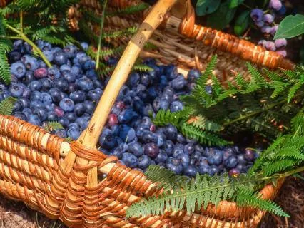 Magic Of Bilberries Folklore And Witchcraft