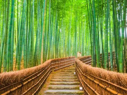 Magic Of The Bamboo Forest Ambiance Cool Breeze Crickets