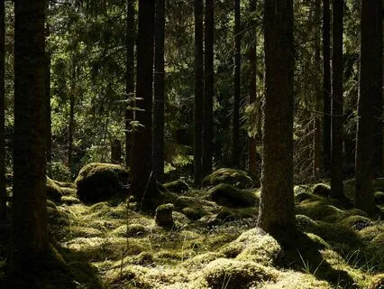 Magic Of The Finnish Forest Ambiance