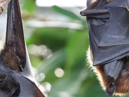 Magic Of The Night | Poppy Meets The Bat | Calming Bedtime