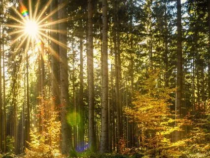 Magic Of The Scarab Beetle Bracelet: Bedtime Tale