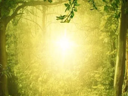 Magic Tree Melody: Calm And Radiant Mindfulness Music