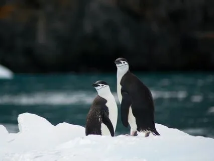 Magical Bedtime Story | Antarctica