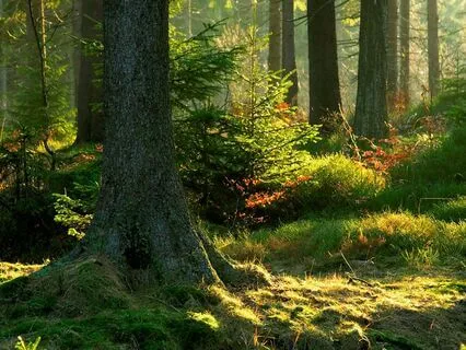 Magical Creatures From Estonian Mythology