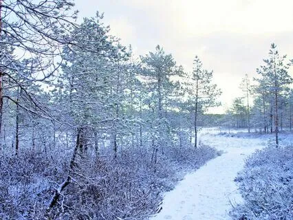 Magical Dream Bells: Holiday Soundscape