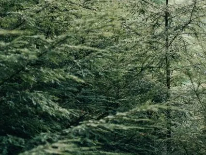 Magical Forest: 19-Minute Yoga Nidra