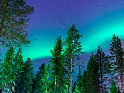 Magical Forest Brook Rejuvenation