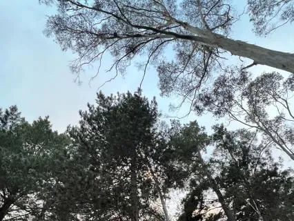 Magical Forest Calm — For Children